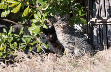 茂みからこちらを見つめる二匹の子猫