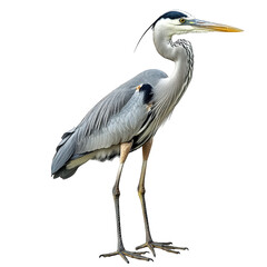 a heron standing gracefully with its long legs and elongated neck. showcasing its distinctive plumage and sharp beak the bird is set against a plain white background. emphasizing its elegant form and