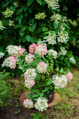 blossom hydrangea in the garden