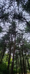 Fototapeta premium Forest