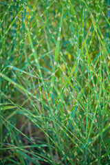 Obraz premium ornamental grass in teh garden