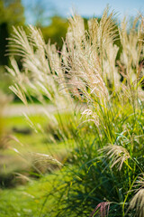 miscanthus in the summer garden