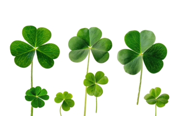 group of green four leaf clovers with stems on transparent background png, symbol of St. Patrick's Day in Ireland, festive design element