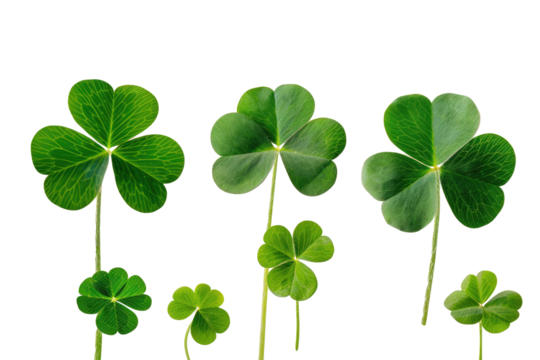 group of green four leaf clovers with stems on transparent background png, symbol of St. Patrick's Day in Ireland, festive design element