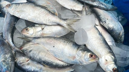 Ilish fish or Hilsa fish,the world famous ilish fish of padma river of bangladesh