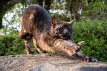 自然公園の石の上で前足をしっかり伸ばして伸びしてる黒猫でしましま模様の野良猫