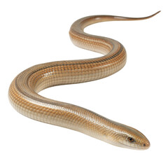 Obraz premium Glass lizard a smooth snake-like body in a natural habitat, isolated on white or transparent background