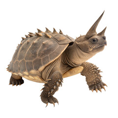 Fototapeta premium Unique horned turtle anatomy and habitat insights in a natural setting, isolated on white or transparent background