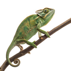 Obraz premium Chameleon on an invisible branch captivating wildlife photography in lush surroundings, isolated on white or transparent background