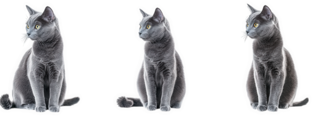 three side profiles of a sleek. gray cat. each in a similar pose against a white background. showcasing its elegant form and attentive expression the repetition emphasizes the cat's features and demea