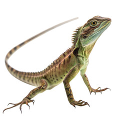 Fototapeta premium A sharpeyed basilisk lizard in a natural habitat environment, isolated on white or transparent background