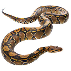 Obraz premium Intricate patterns of the articulated python in its natural habitat a visual journey, isolated on white or transparent background