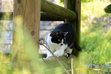 綺麗な緑の前ボケと自然公園の木の柵で爪とぎしてるぶち猫柄の野良猫