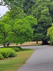 path in the parkA winding paved path through a lush park. Tall trees with vibrant green leaves create a canopy overhead. Well-manicured lawns and shrubs line the path.