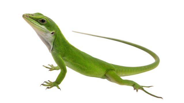 Close-up of dewlap display by bright green anole lizard in its tropical habitat, isolated on white or transparent background