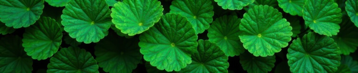 Obraz premium Deep emerald leaves, rough surface, dense growth, element, background