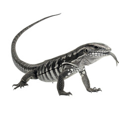 Fototapeta premium Black and white tegus in their natural environment, isolated on white or transparent background