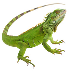 Relaxed green iguana basking in tropical sunlight a wildlife photography concept, isolated on white or transparent background