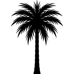 palm tree silhouette