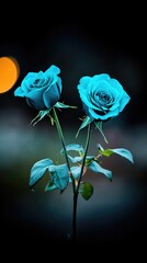 Stunning Blue Roses in Soft Focus Against a Dark Background for Elegant Floral Designs