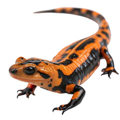 Fototapeta premium A bright orange and black fire salamander in its natural habitat, isolated on white or transparent background