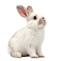 Obraz premium the cutest white and fluffy easter bunny on transparent background