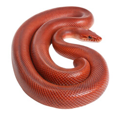 Obraz premium Close-up of a spiraled red sand boa desert wildlife photography for nature lovers, isolated on white or transparent background
