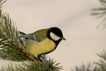 Naklejka premium Great tit