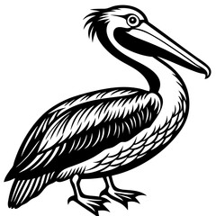 illustration of a pelican