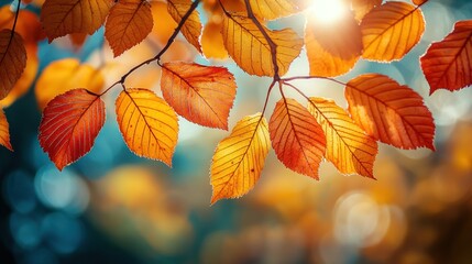 Fototapeta premium Autumn Leaves in the Sunlight: A Vibrant Display of Nature's Beauty