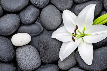 Fototapeta premium White Lily Flower on Dark Pebbles with Smooth Stones and a Small White Egg