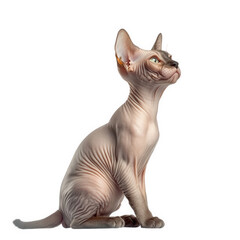 stylized depiction of a sphynx cat. showcasing its unique hairless appearance and prominent features the cat is posed elegantly. with a focus on its expressive face and body contours. emphasizing its