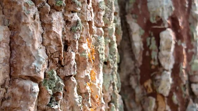 A group of red ants are walking on the tree trunk or tree branch in the forest environment. Animal portrat close-up 4k footage, selective focus.