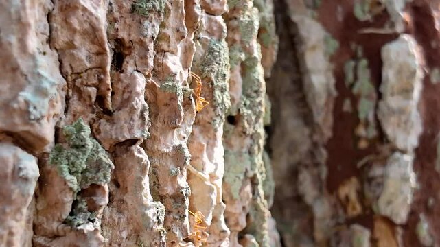 A group of red ants are walking on the tree trunk or tree branch in the forest environment. Animal portrat close-up 4k footage, selective focus.