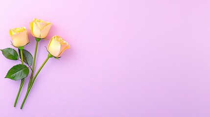 Fototapeta premium Elegant Yellow Roses on Soft Lavender Background for Floral and Romantic Designs