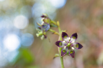 ヘツカリンドウ