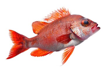 Red Bigeye Fish or Red Sea Perch Isolated on White, Priacanthus Macracanthus