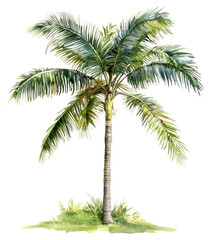 Fototapeta premium PNG Oil palm tree illustration watercolor arecaceae.