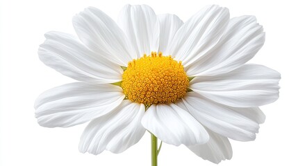Naklejka premium daisy flower isolated on white
