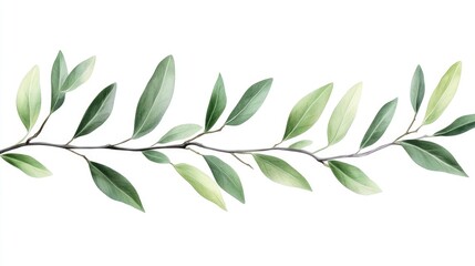 Isolated Closeup of Olive Branch Featuring Ripe Green Olives Against a Clean White Background