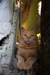 石の隙間から覗いて前足で猫パンチしてくる茶トラ柄の野良猫