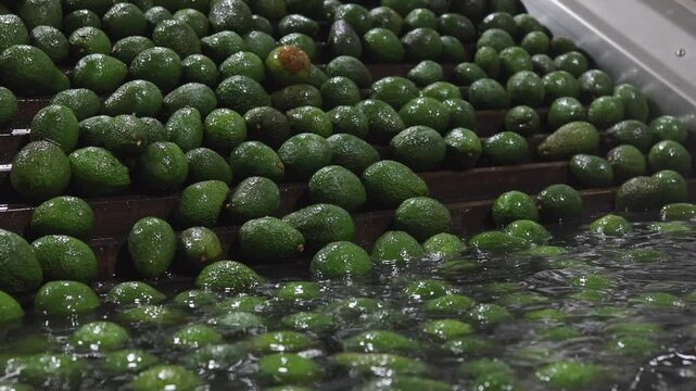 Fresh ripe avocados on washing conveyor processed in packaging facility