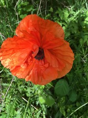 red poppy flower