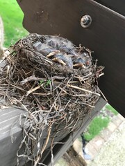 baby birds