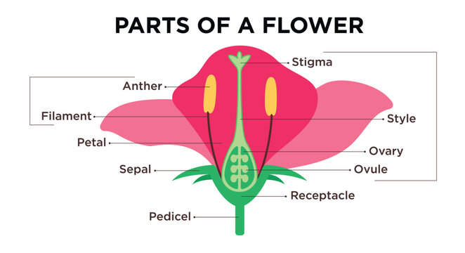 Flower parts diagram clipart design. Flower anatomy and infographic clip art with petals, stigma, filament, ovary and anther drawing structure. Vector illustration science biology flora parts. 
