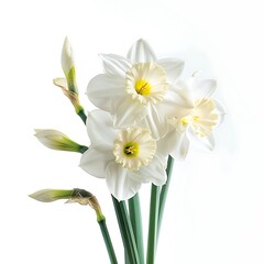 spring flowers narcissus isolated on white background. daffodil