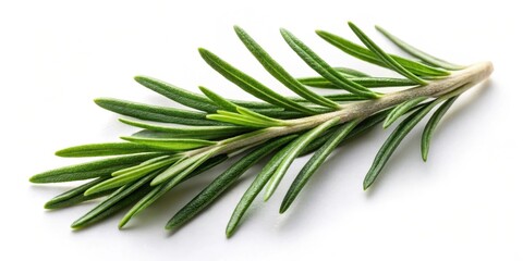 Fototapeta premium Fresh rosemary leaf with herbal properties isolated on a white background, fragrance, spice, fragrance, spice, plant