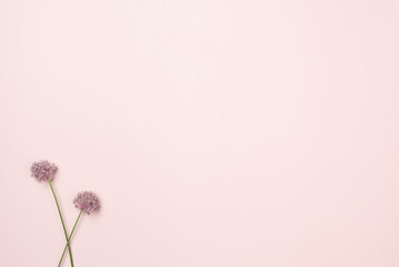Flowers on pink background. Flat lay, top view. Copy space