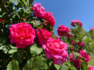 Summer roses flowers in garden