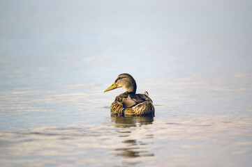 Dzika kaczka płynąca po tafli wody, ujęcie z bliska.   © Monika